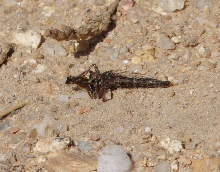 Asilide sulla schiena